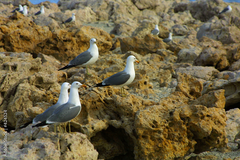 Φωτογραφία seagulls on craggy rocks