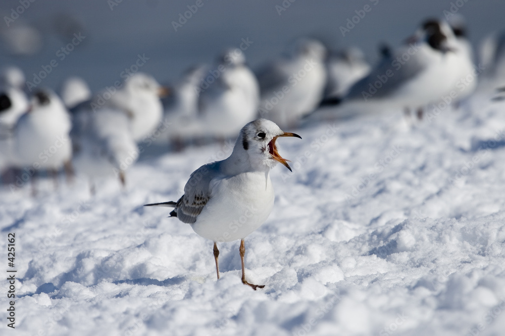 möwe