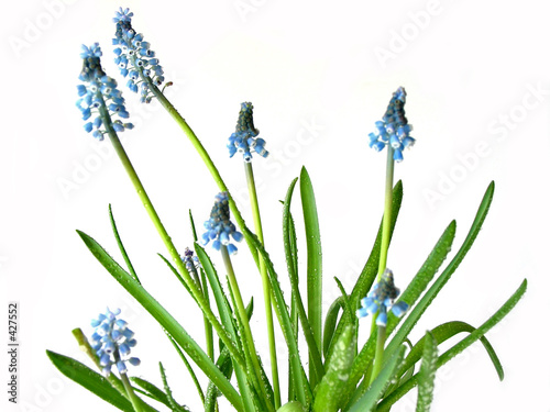 blue spring flowers on white photo