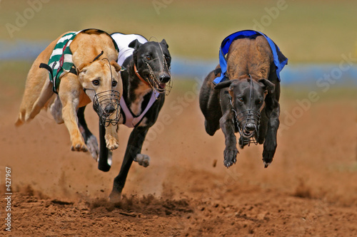 Leinwand Poster sprinting greyhounds