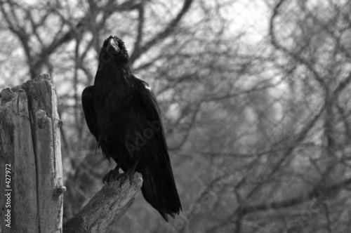 maitre corbeau