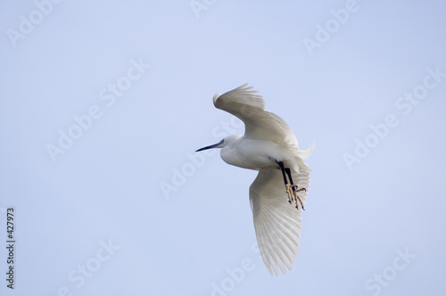 atterrissage d'aigrette