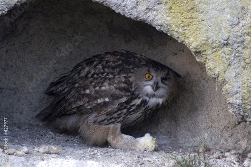 le repas du hibou photo