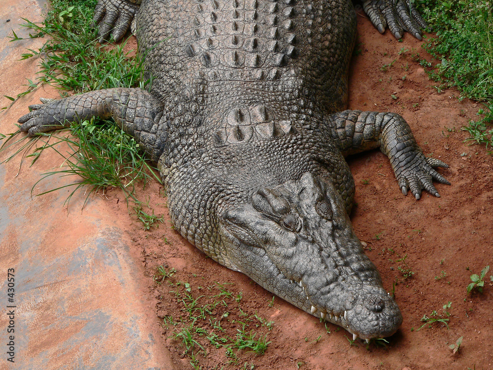 Fototapeta premium big crocodile head