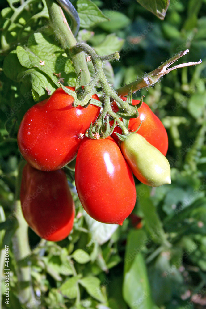 tomates roma