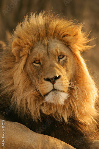 big male lion © EcoView