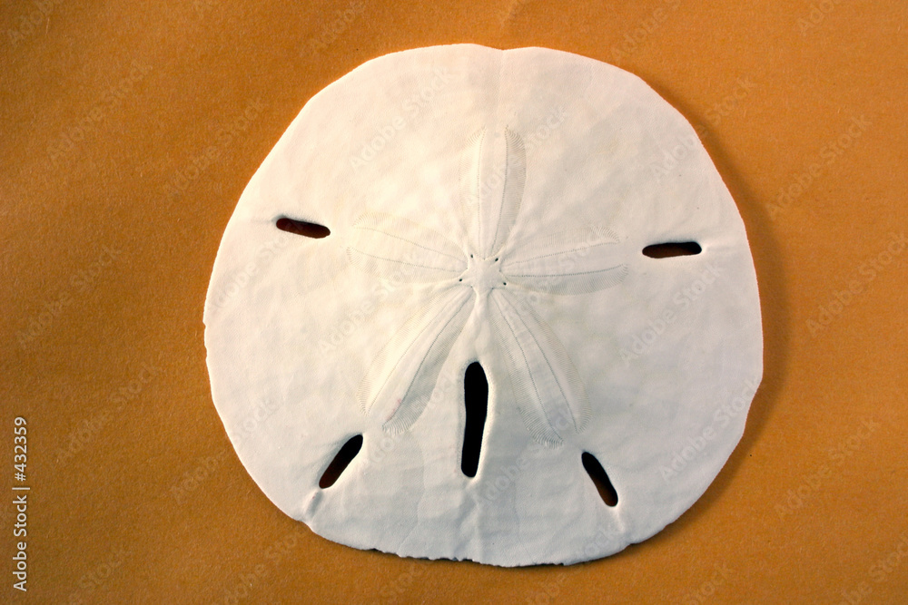 Fotografie front of sand dollar 2