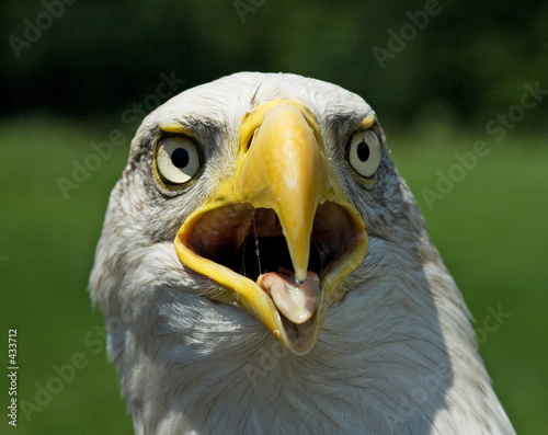 american blad eagle