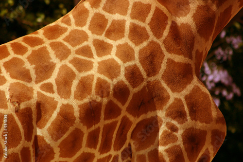 giraffe pattern