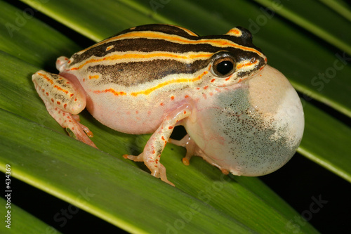 painted reed frog photo