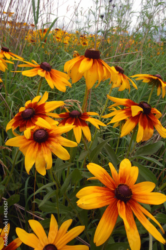 native prairie wild flowers