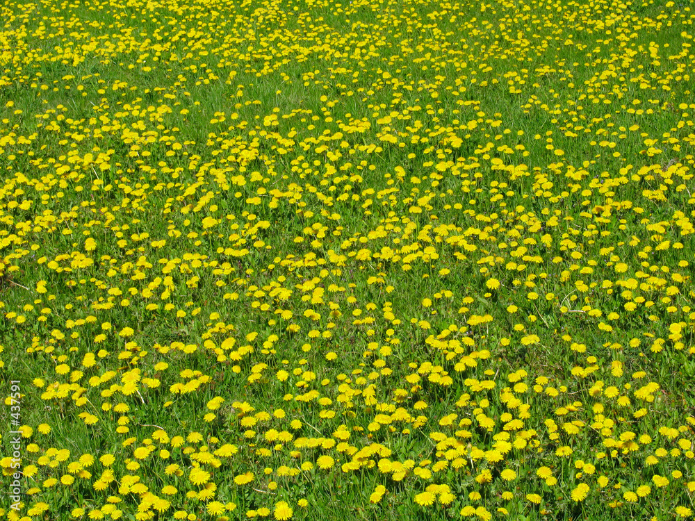 dandelion meadow dandelion meadow