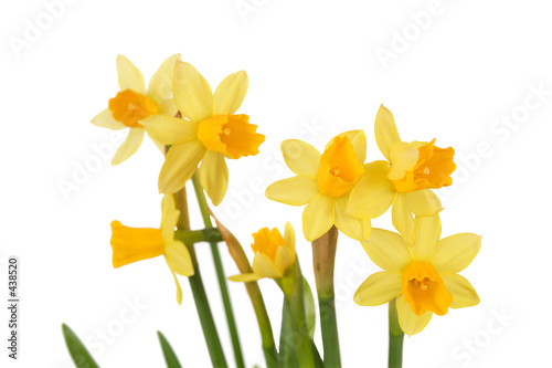 bunch of isolated dafodills