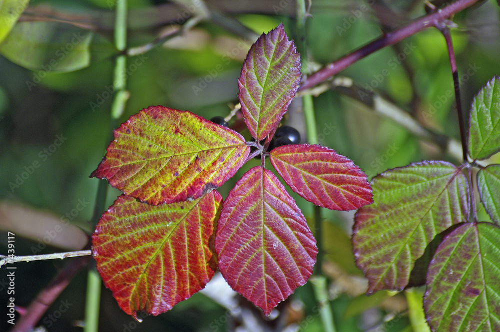 roter herbst roter herbst