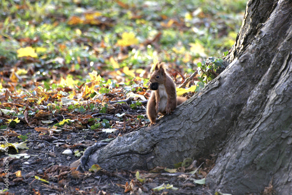 Obraz premium ecureuil avec une noix