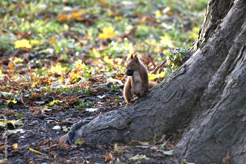 ecureuil avec une noix