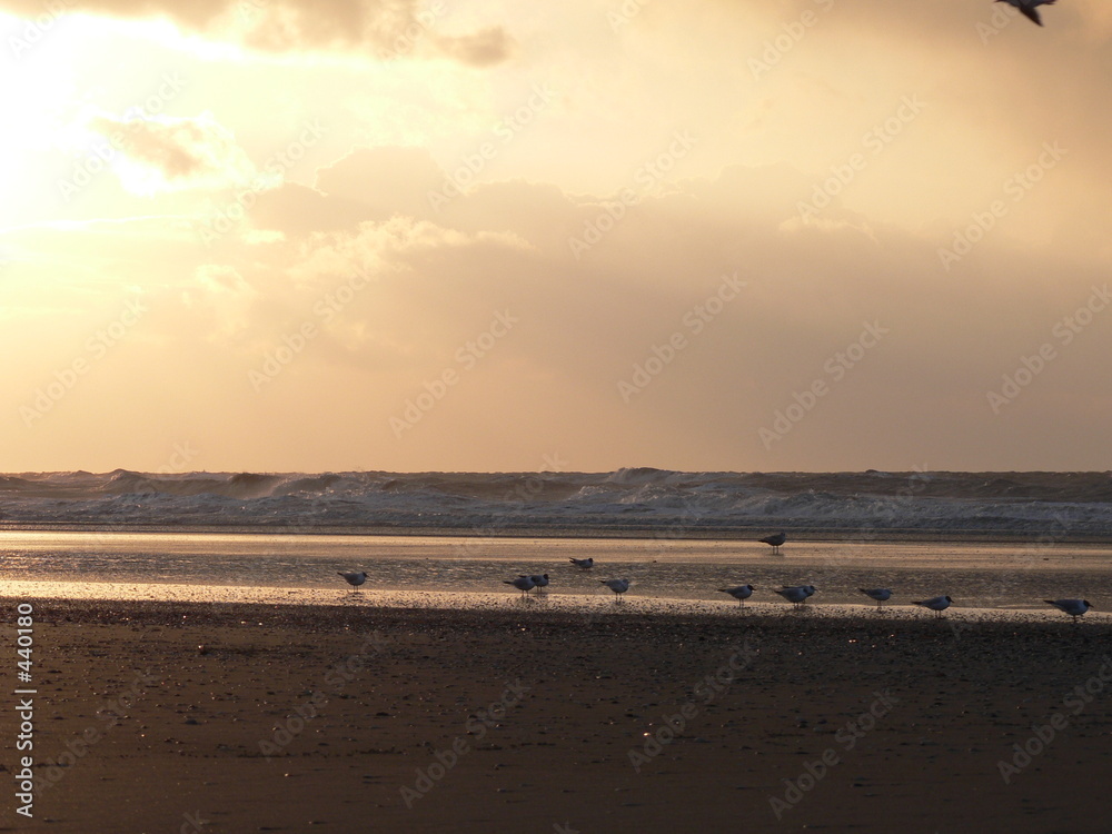 birds on beach in the evening