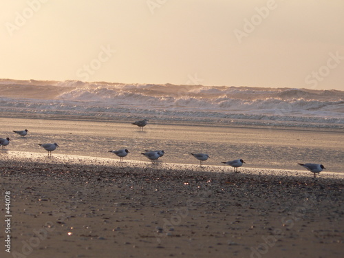 birds on the beach in the evening