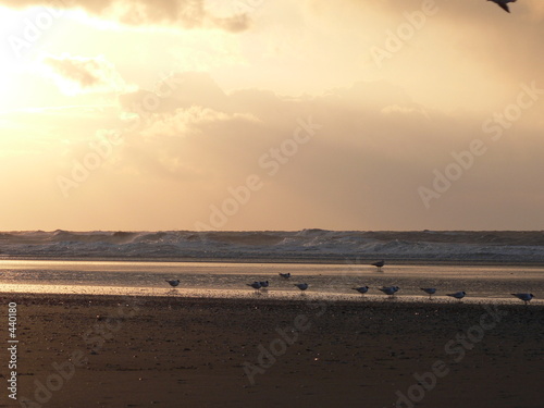 birds on beach in the evening