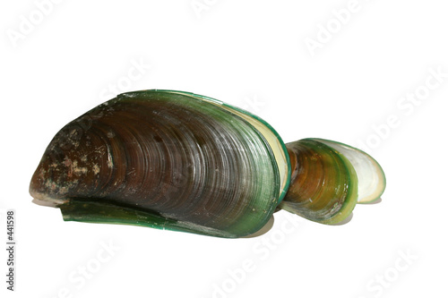 green lippd mussel shells