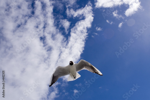 une mouette dans le ciel