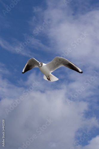 mouette planante