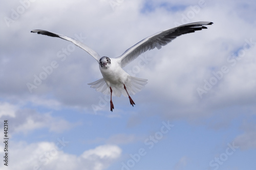 mouette rieuse