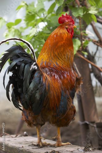 rooster photo