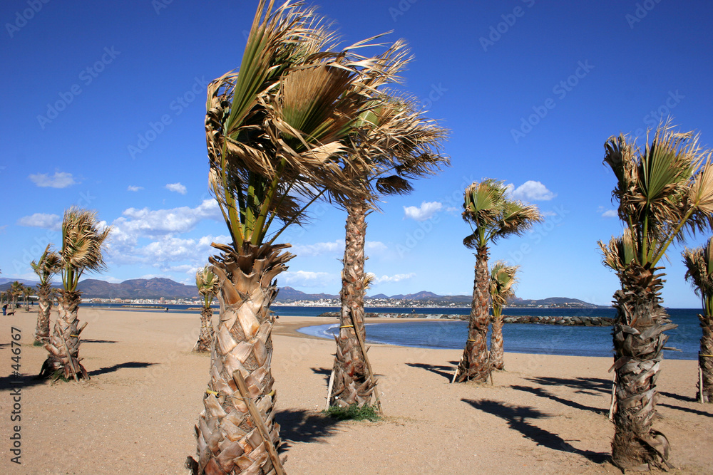 palms