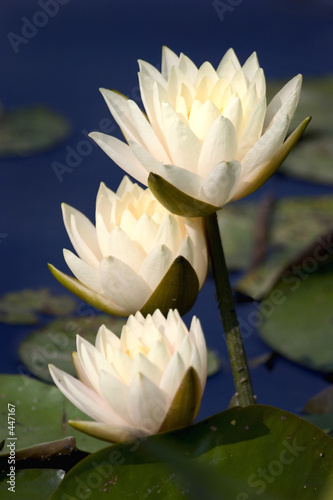 three water lilies photo