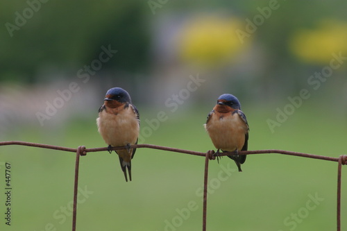 two swallows