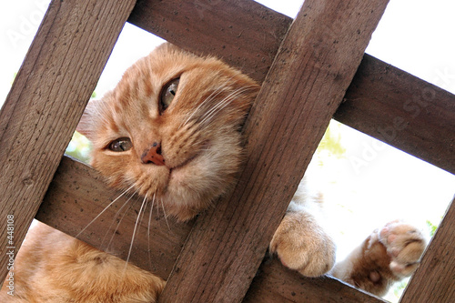 cat on a trellis 2