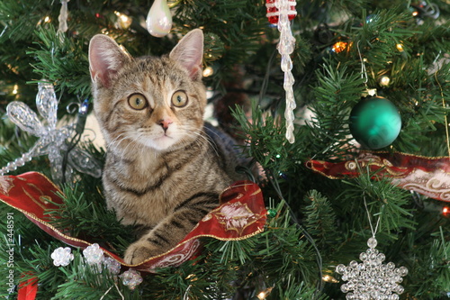 kitten in christmas tree