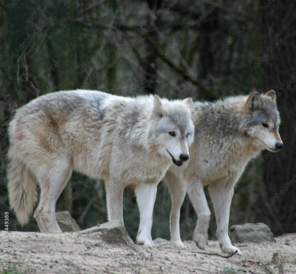wolves wolves