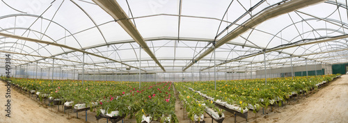 gerbera pano
