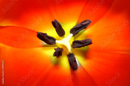 tulip