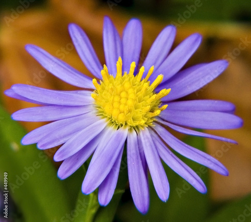 blue_daisy