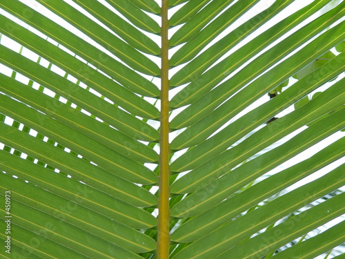 palm