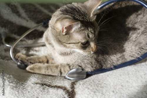 Photography cat with stethoscope