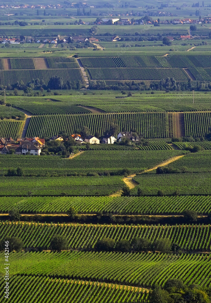wineyards in summer