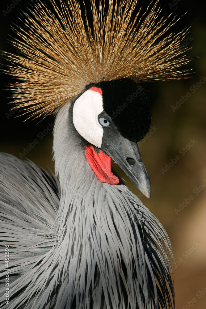Fototapeta premium crowned crane
