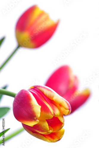 tulip close-up photo