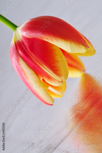 tulip close-up photo