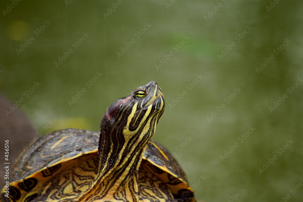 Obraz premium tortuga bajo la lluvia