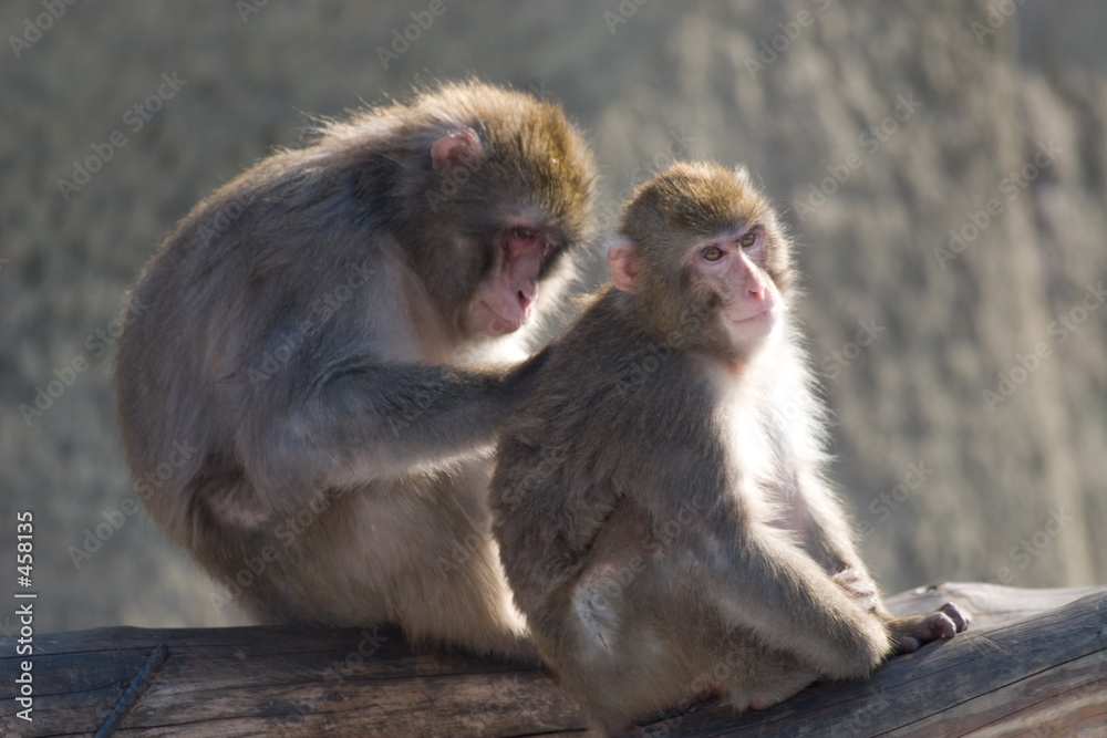 japanese macaques clean fur 3