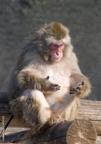 japanese macaque counting his fingers