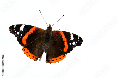 the red admiral  butterfly photo