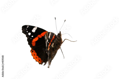 a red admiral butterfly walking around photo