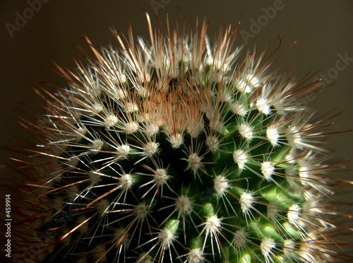 kaktus photo