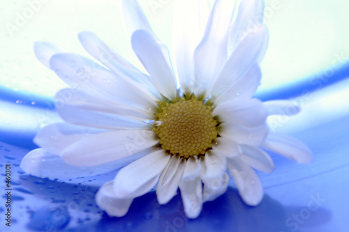daisies13